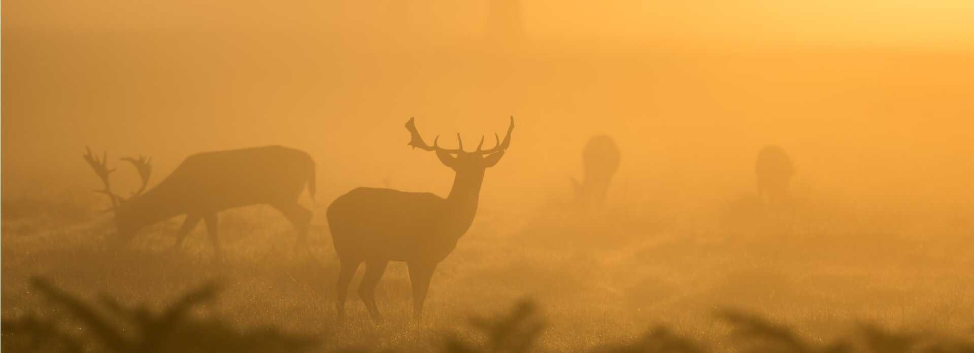 jeleni v mlžném oparu